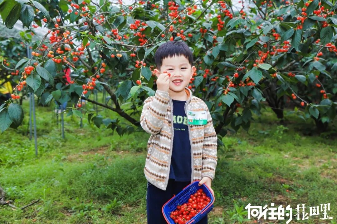 孩子在乡村果园采摘樱桃