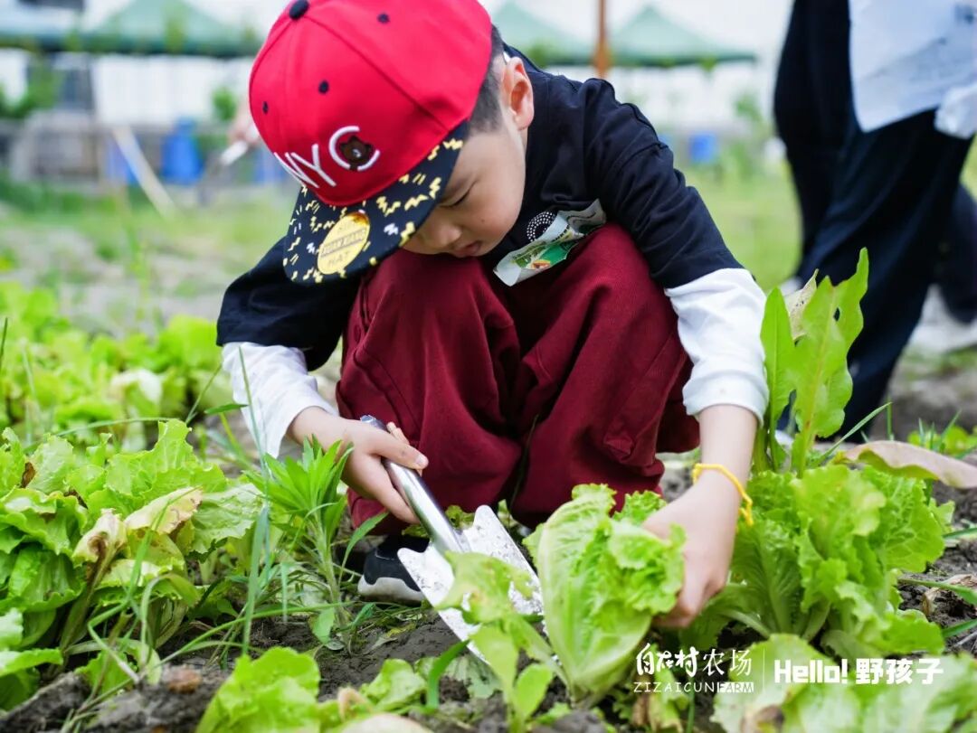 孩子在菜地里采摘蔬菜